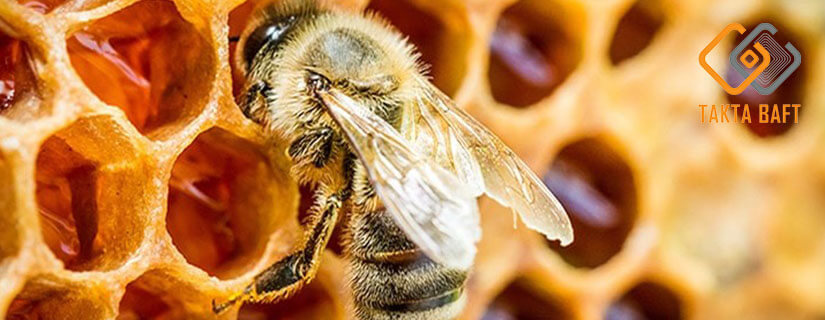 انواع و کاربرد شربت خوری زنبور عسل
